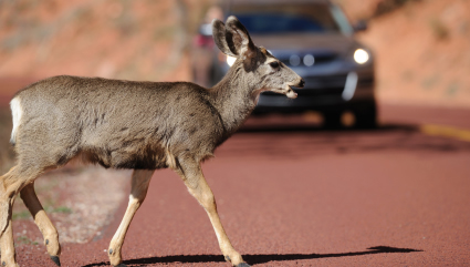 Deer Crossing detail image