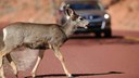 Deer Crossing thumbnail image