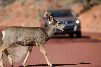 Deer Crossing detail image