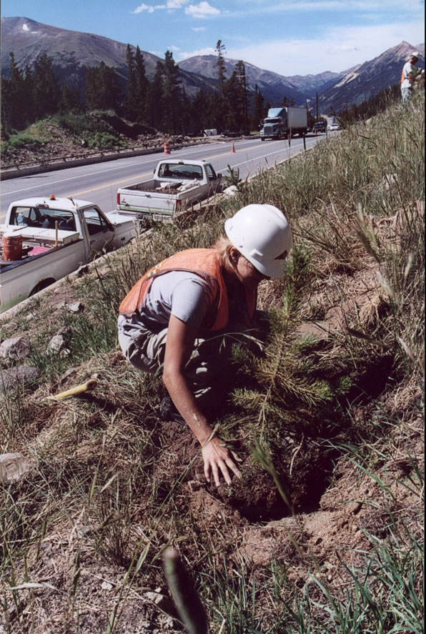 Tree Planting detail image