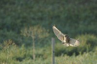 owl in flight