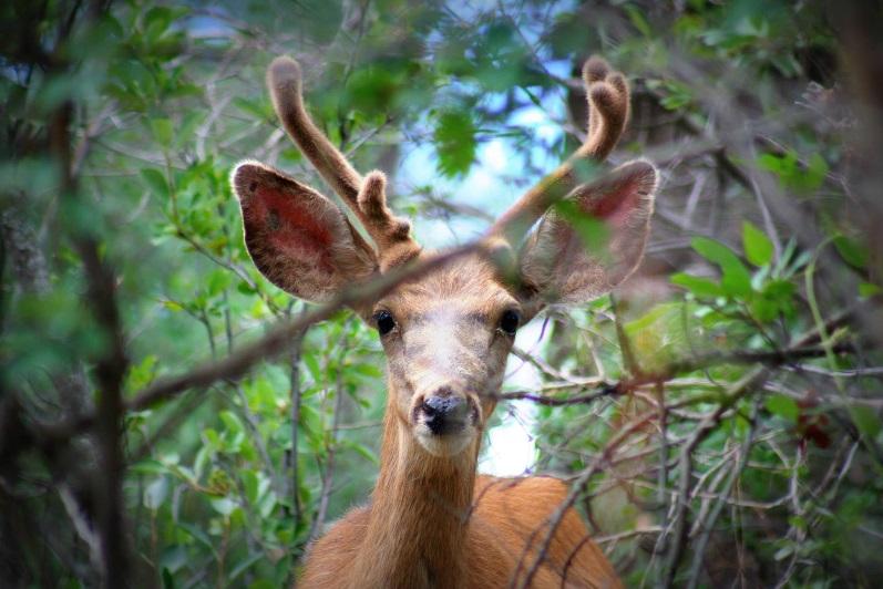 wildlife-deer.jpg detail image