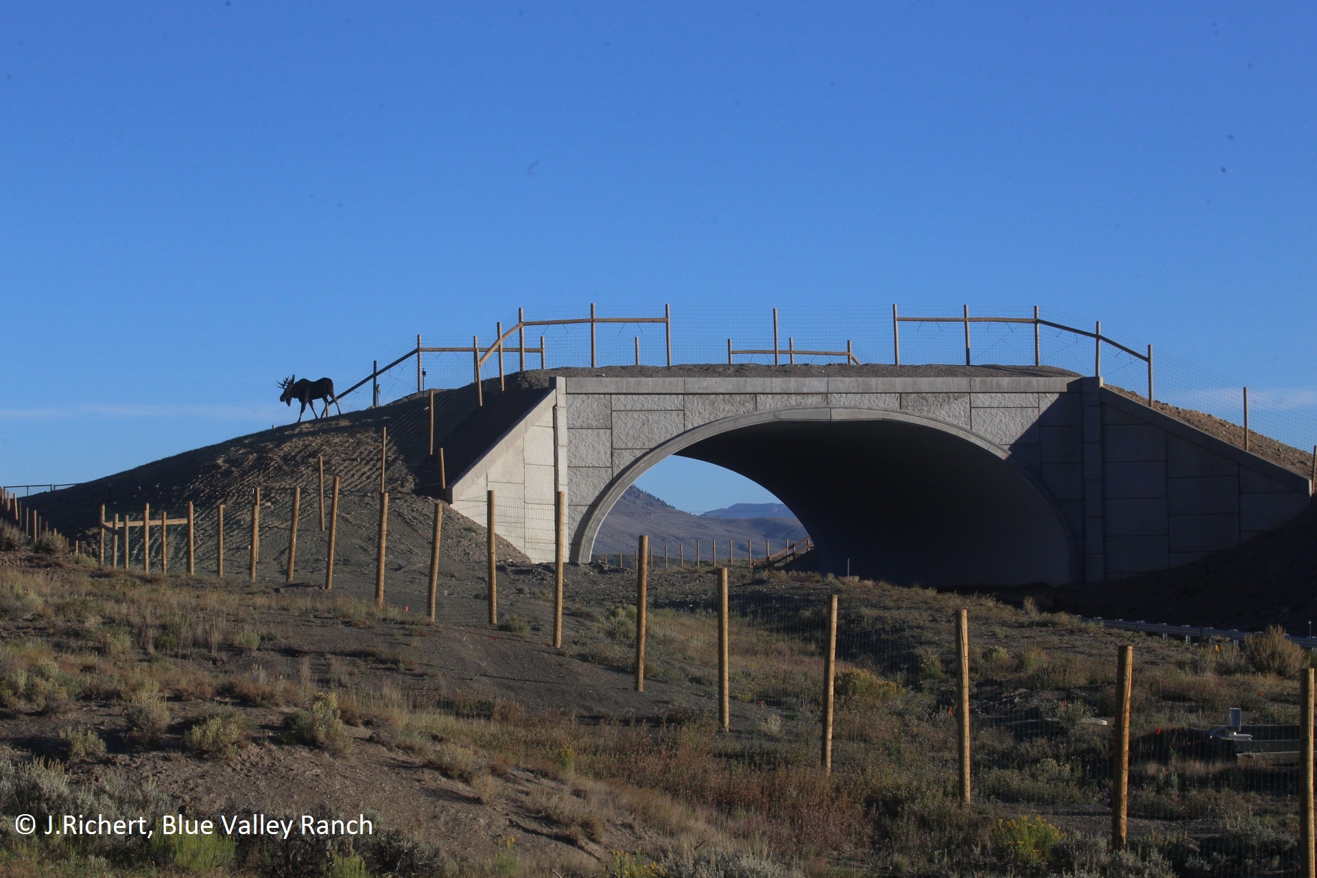 CO 9 moose crossing overpass detail image