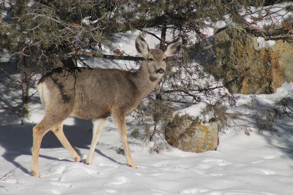 Deer in winter detail image