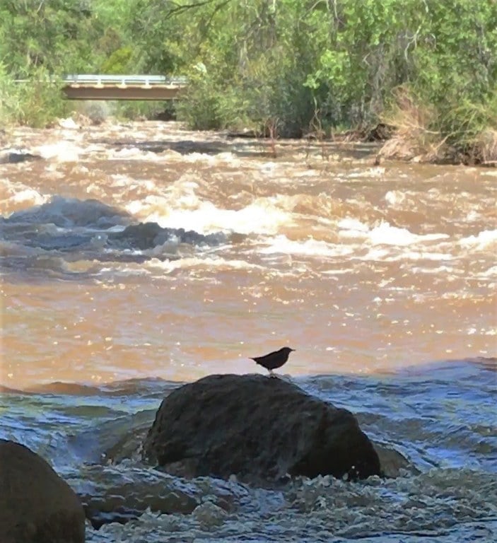 Nesting Birds Hermosa Creek Bridge