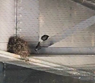 Nesting Birds and nest under Hermosa Creek Bridge