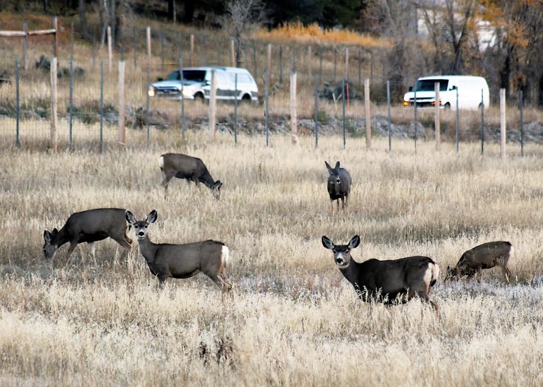 US 550 SW Colorado Deer Fence