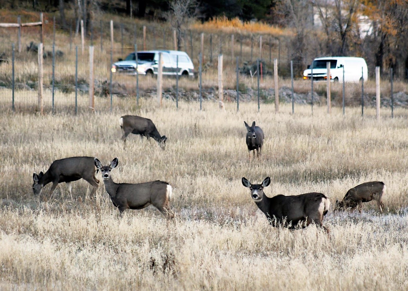 US 550 in southwest Colorado deer along the roadway detail image