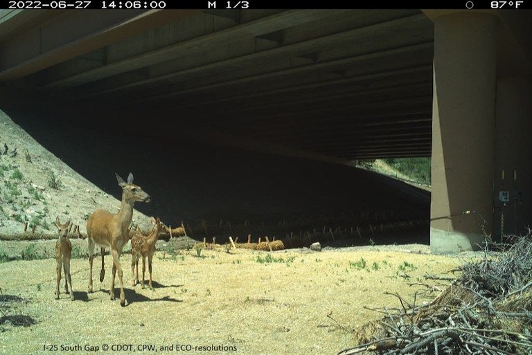 wildlife gathering under the I-25 South Gap 