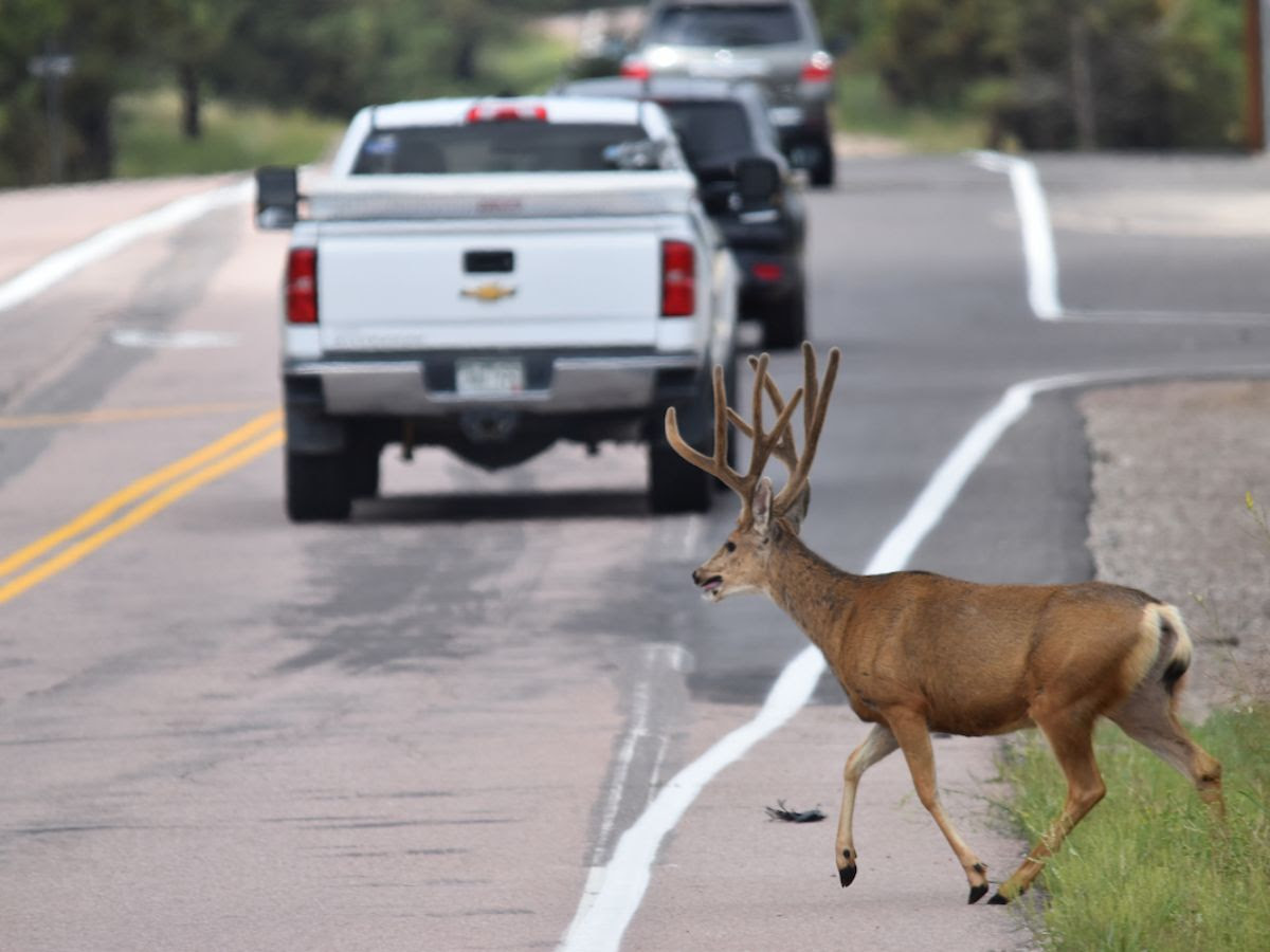 Wildlife crossing the street detail image