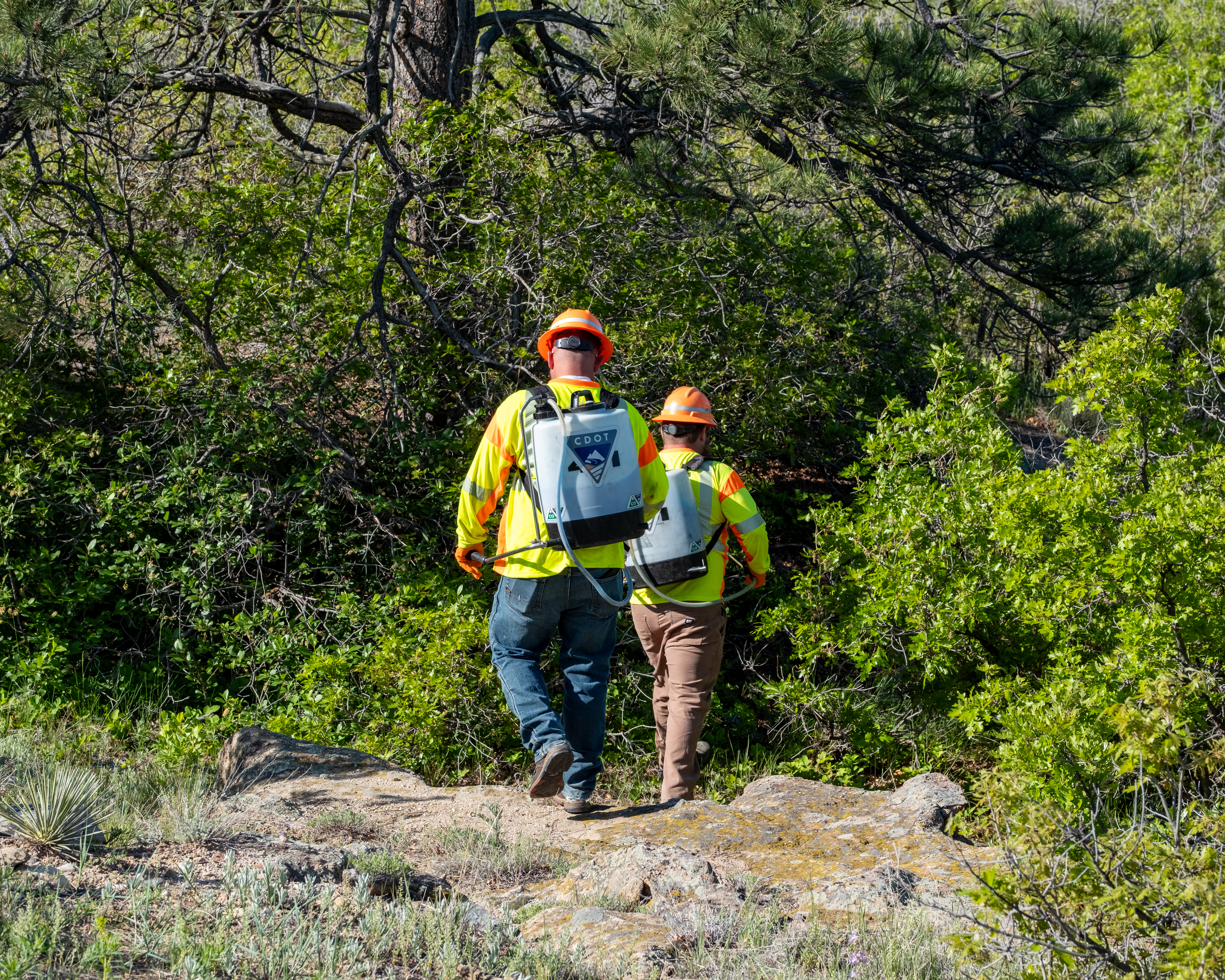 CDOT Water Quality Team walking into the brush.jpg detail image