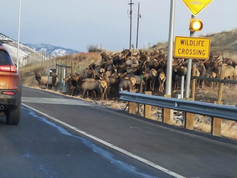 Wildlife Crossing on US 6
