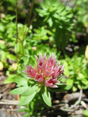 Rhodiola rhodantha Clementsia rhodantha