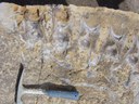 Allosaurus vertebrae at the Friends of Dinosaur Ridge Visitors’ Center thumbnail image