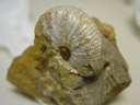 Ammonite fossil thumbnail image