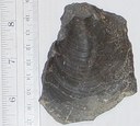 Fossil clam shell thumbnail image