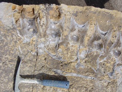 Allosaurus vertebrae at the Friends of Dinosaur Ridge Visitors’ Center