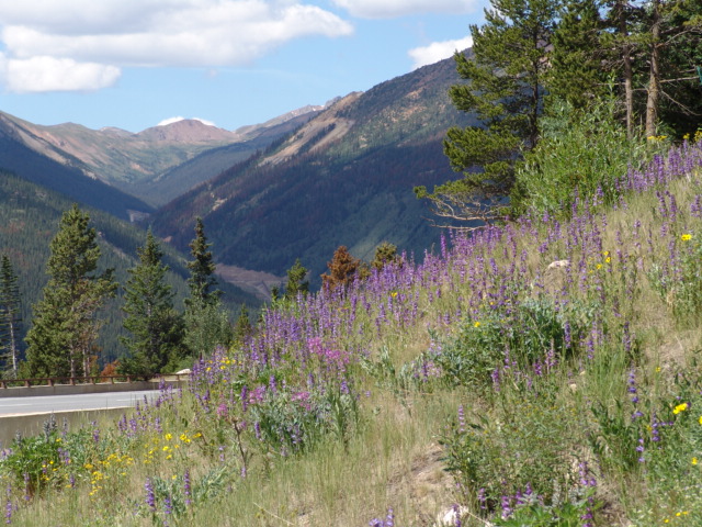 lupines us 40 berthoud pass.JPG detail image