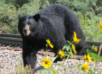 Black bear crossing transportation corridor