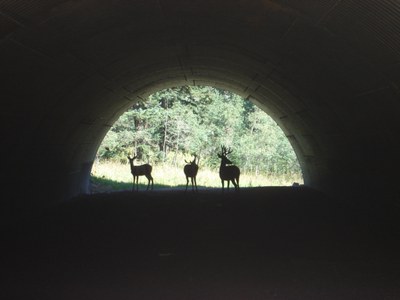 Deer using wildlife crossing on US 285 Deer using US 285 wildlife underpass