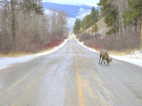 Bighorn Sheep on Road detail image