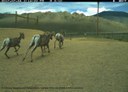 Bighorn Sheep thumbnail image