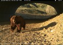 Black Bear thumbnail image