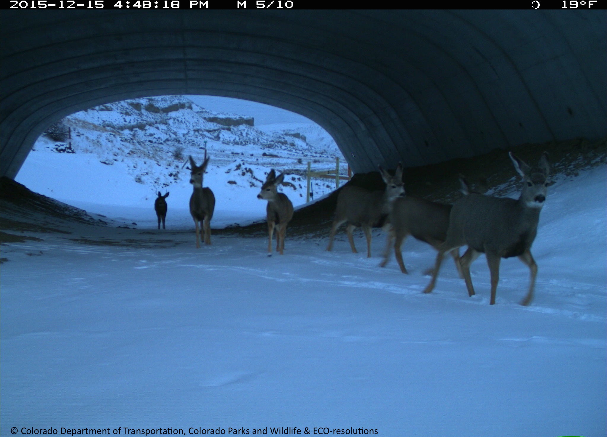 SH 9 Deer Underpass CDOT CPW 121515 detail image