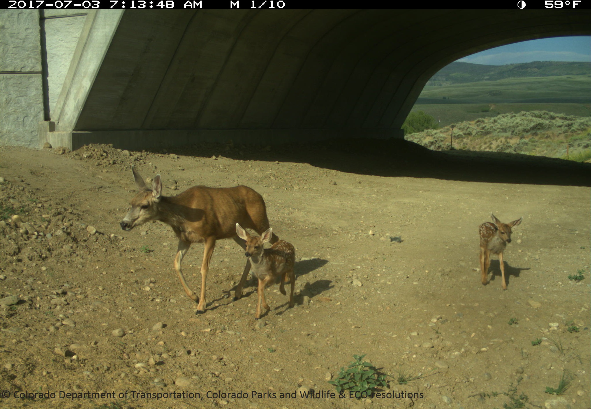 SH 9 Doe Fawns Underpass July 2017 detail image