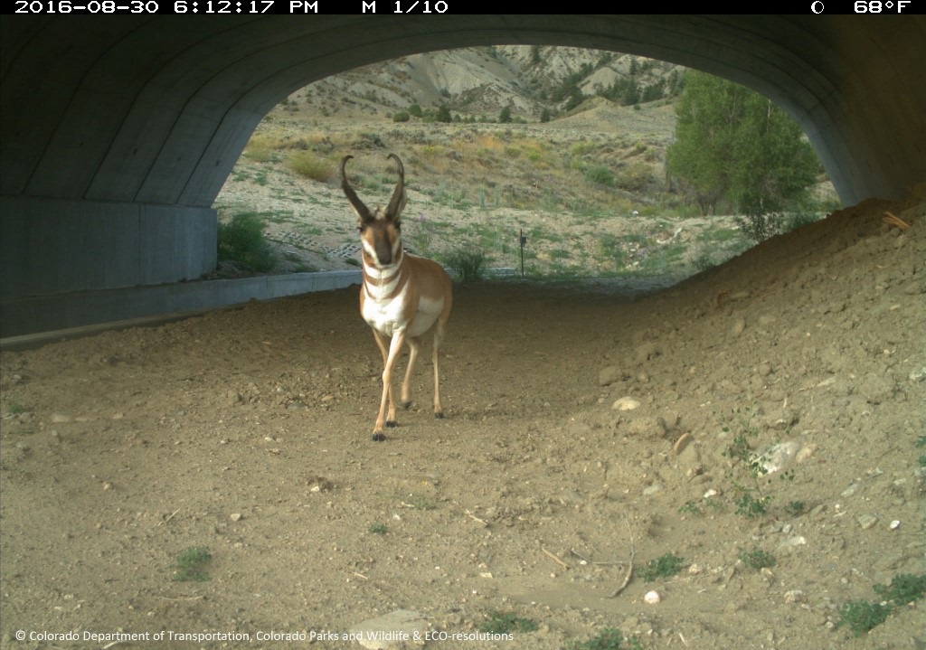 SH 9 Pronghorn Underpass 2016 detail image
