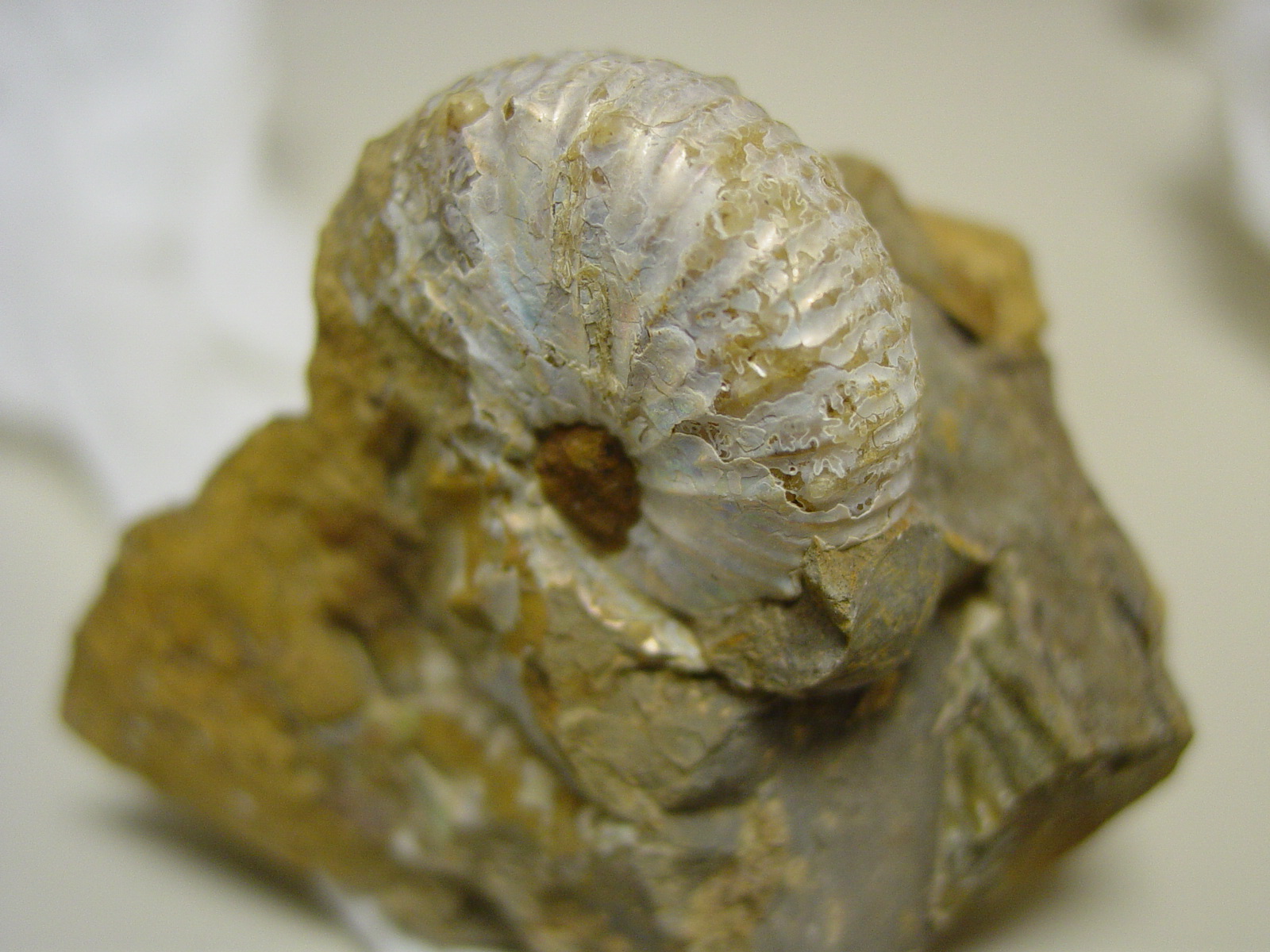 Ammonite fossil detail image