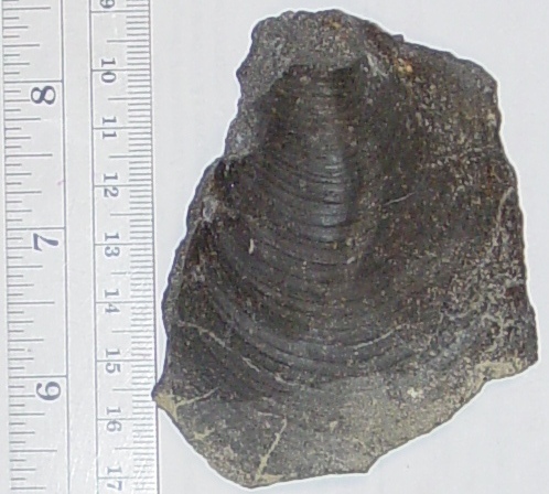 Fossil clam shell detail image