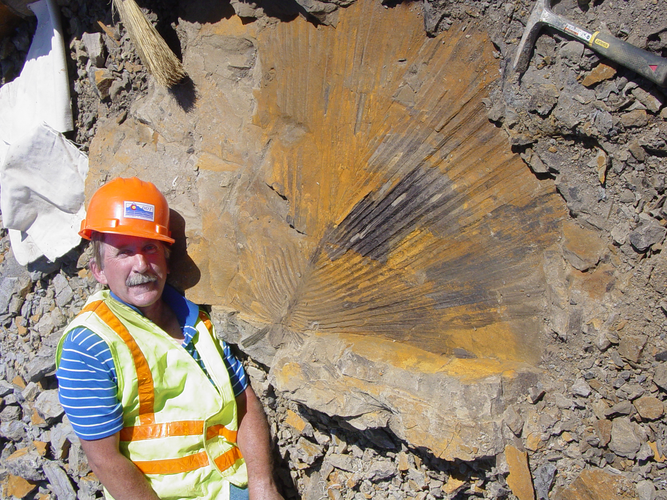 63.8 million year old palm frond fossil detail image