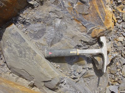 Fossil angiosperm leaves (above handle) and fossil fern (upper right) Fossil rainforest leaves