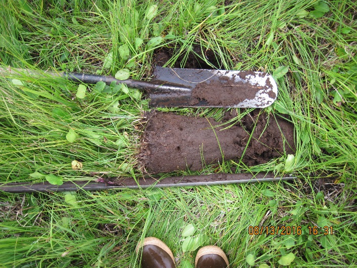 Fen site detail image