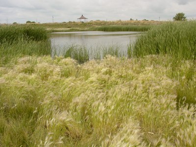 Limon Wetland Bank with pond in background.