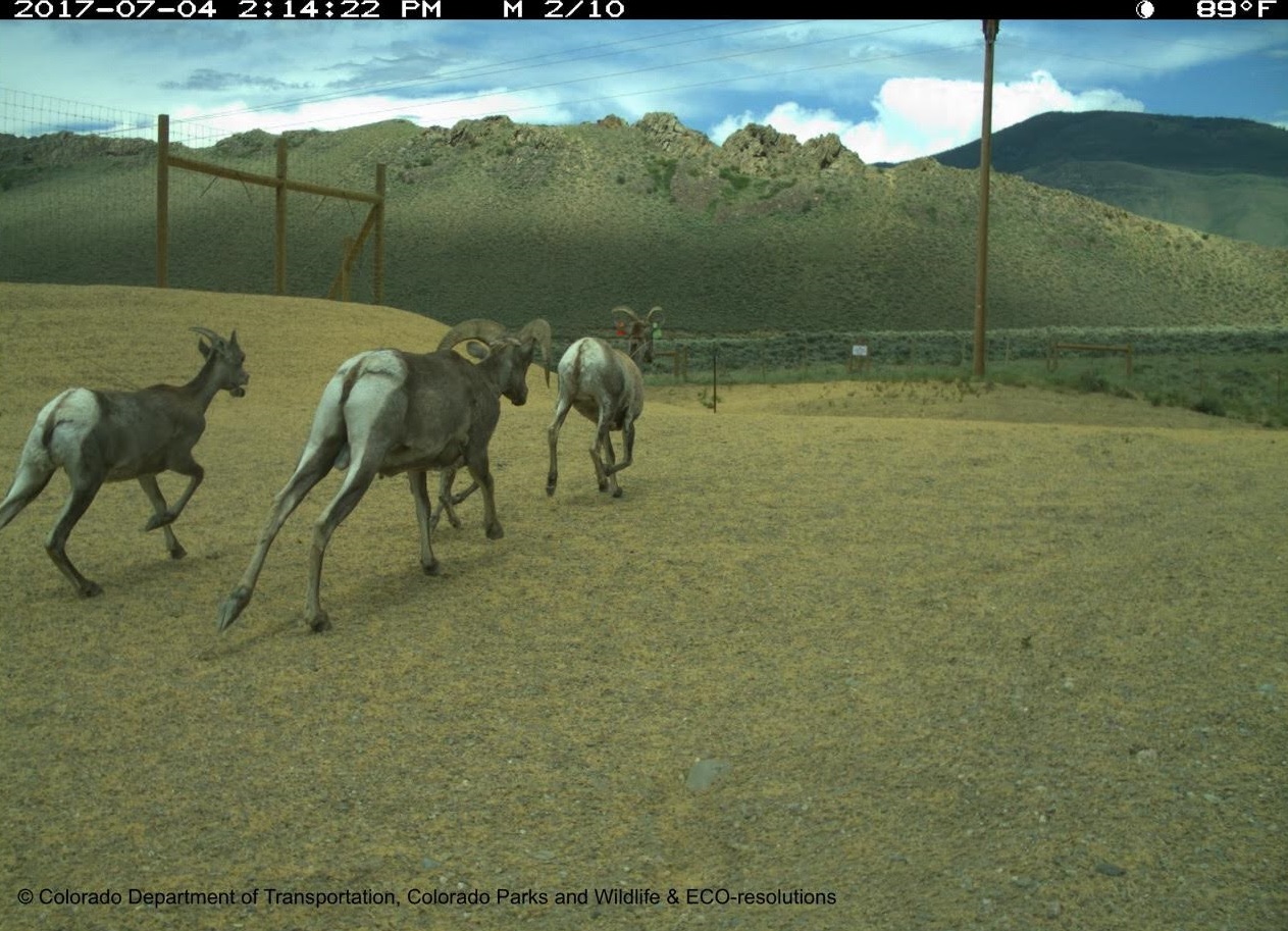 SH 9 Bighorn Sheep Overpass July 2017 detail image