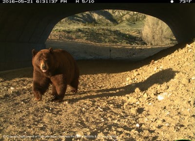 SH 9 Black Bear Underpass 2016