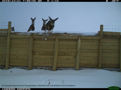 SH 9 Deer Escape Ramp CDOT CPW 122115