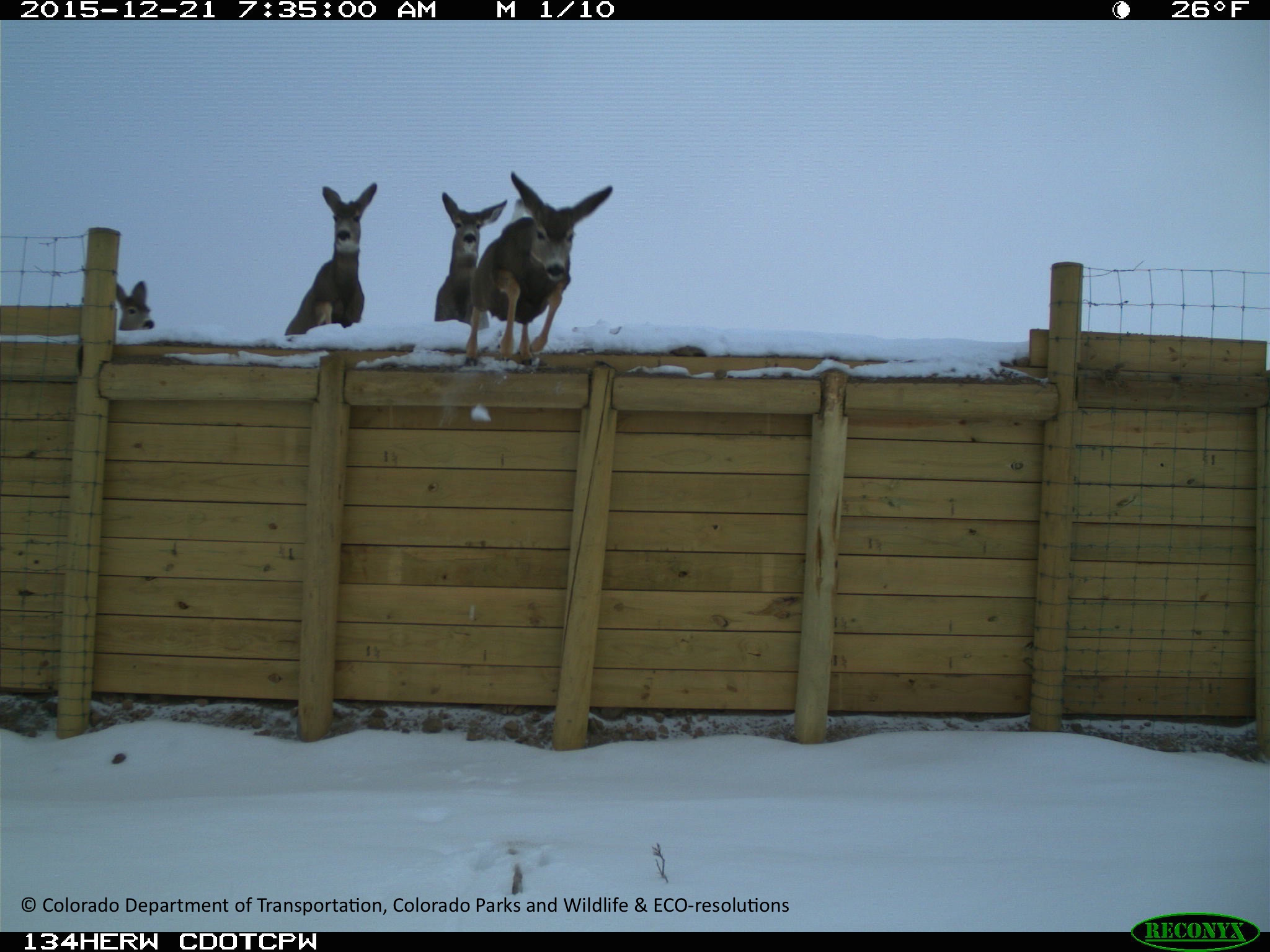 SH 9 Deer Escape Ramp CDOT CPW 122115 detail image