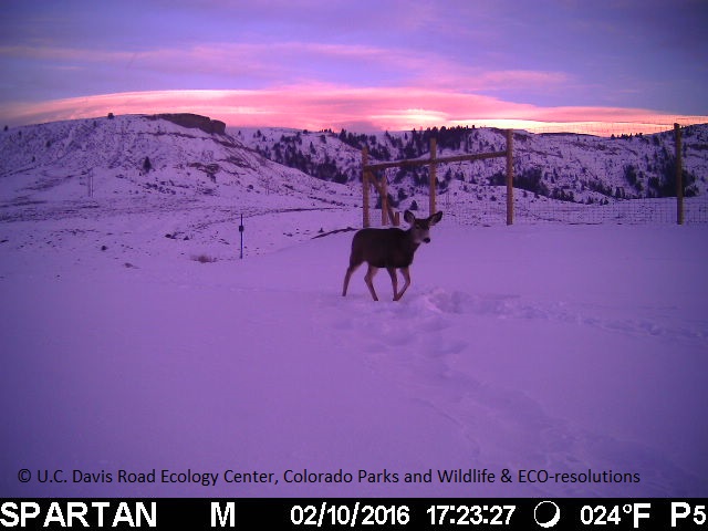 SH 9 Deer Sunset Overpass 021016 detail image