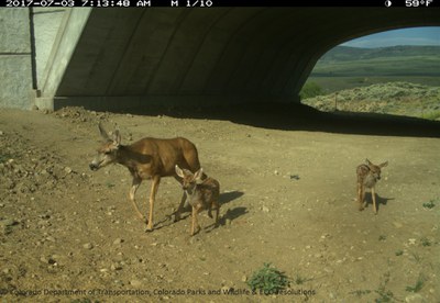 SH 9 Doe Fawns Underpass July 2017