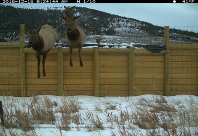 SH 9 Elk Escape Ramp 2016