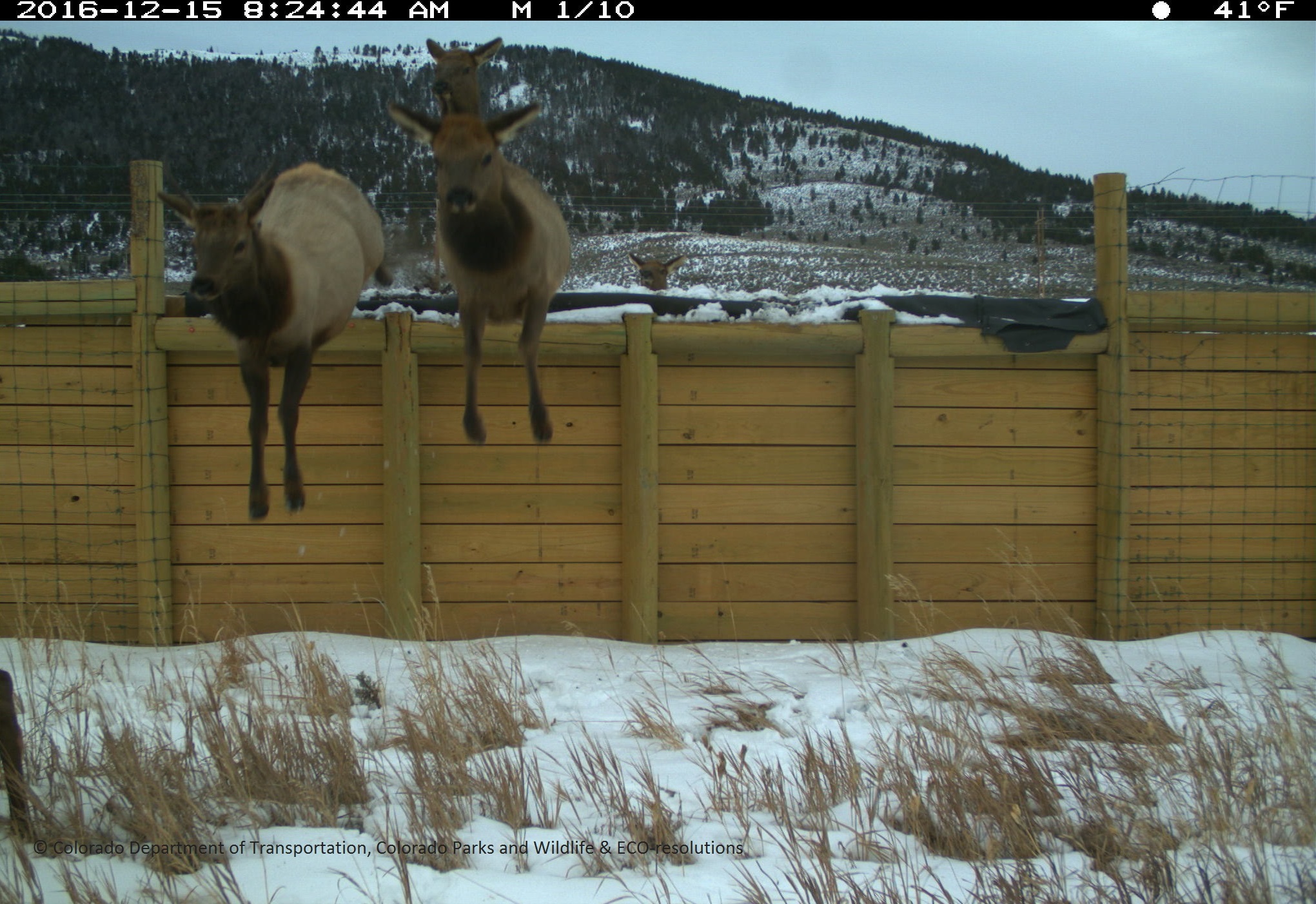 SH 9 Elk Escape Ramp 2016 detail image
