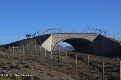 SH 9 Moose Crossing Overpass 090916