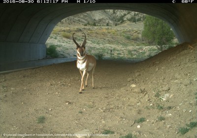 SH 9 Pronghorn Underpass 2016