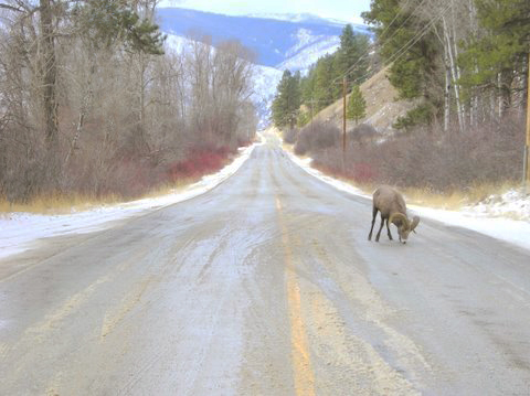 Bighorn on Highway detail image