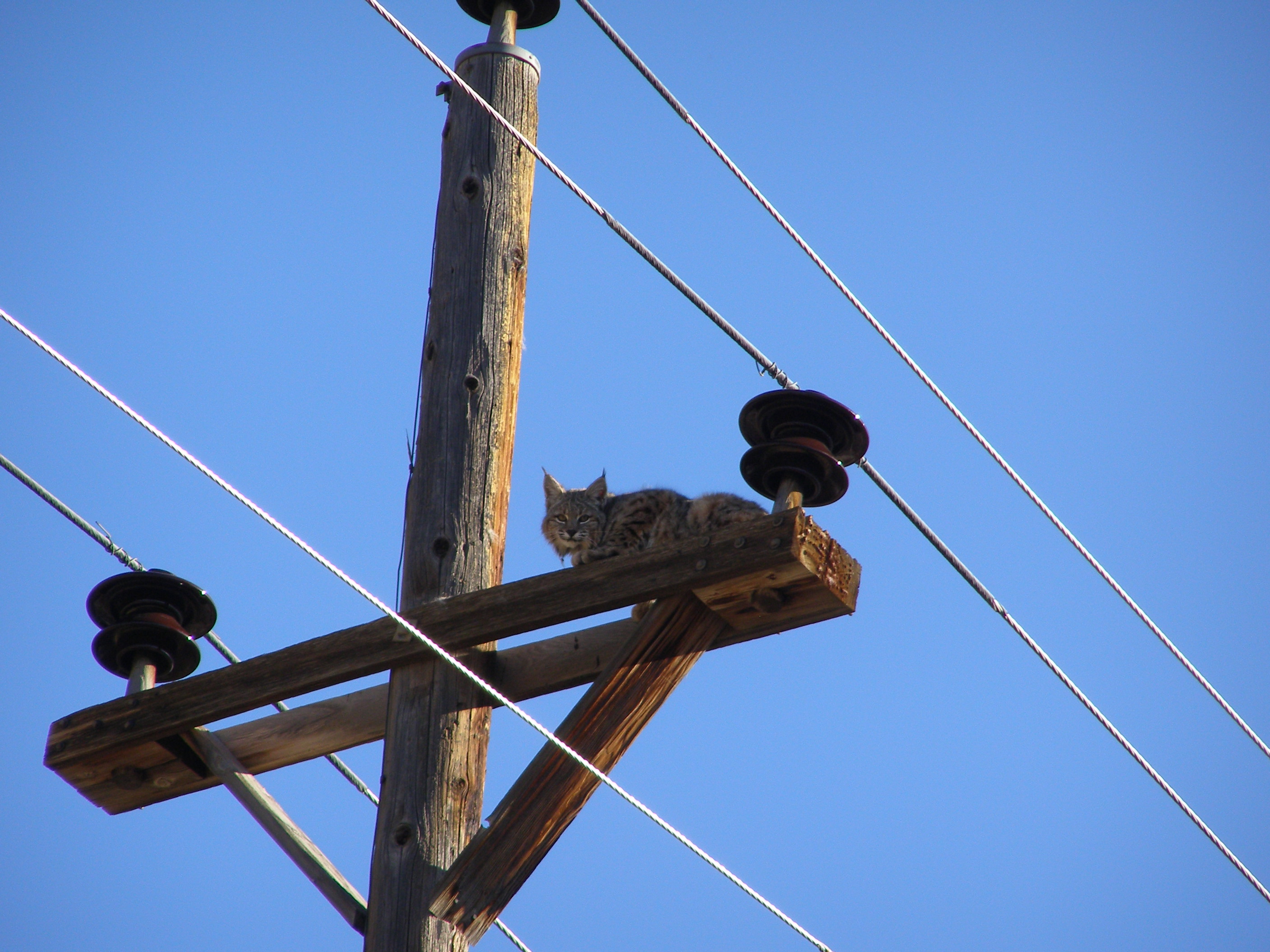 Bobcat perched near CDOT Region 5 Durango office detail image