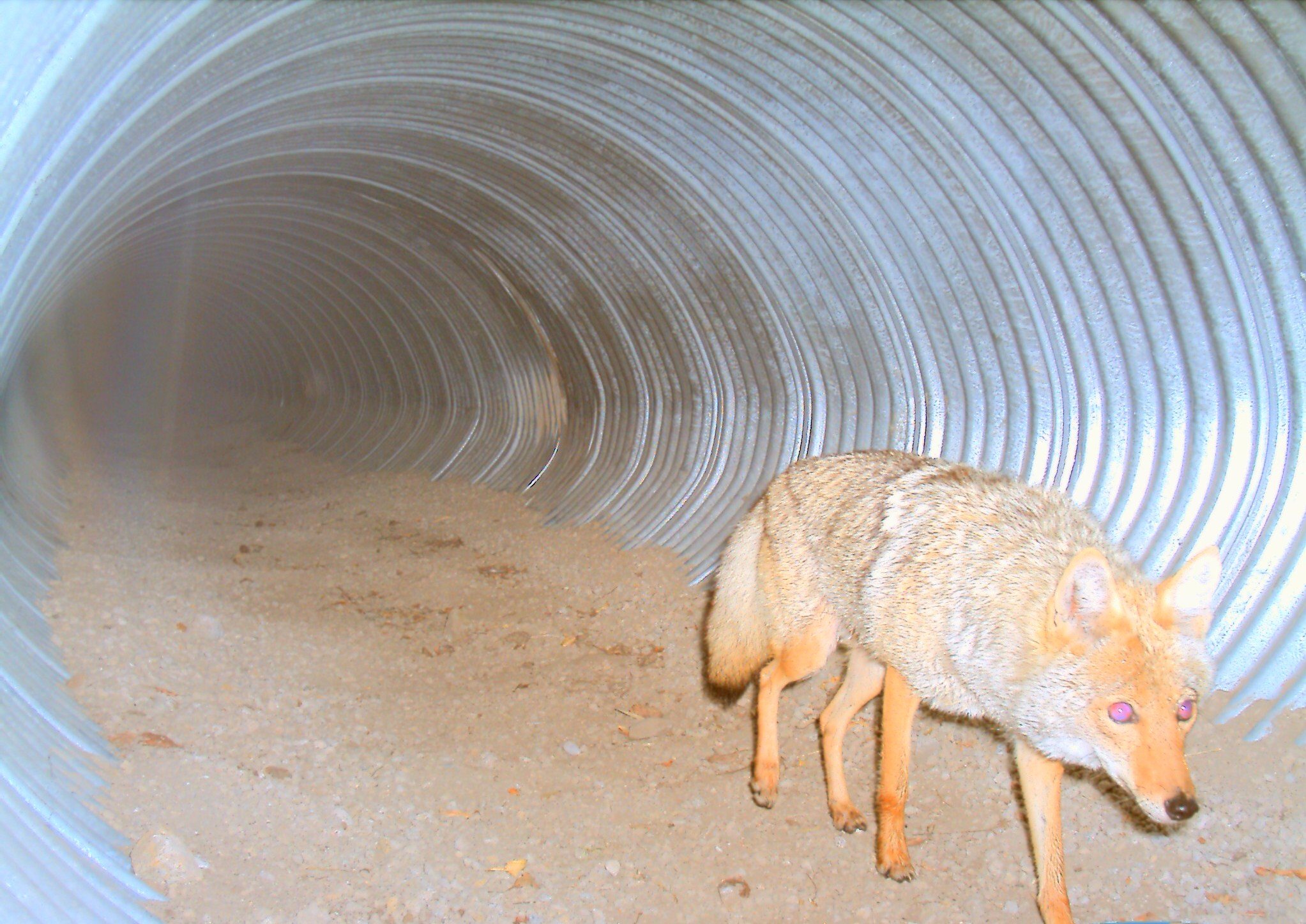 Coyote using lynx underpass, US 160 Wolf Creek Pass