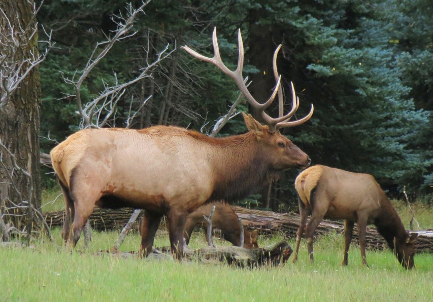 550 elk dbender 9 14 detail image